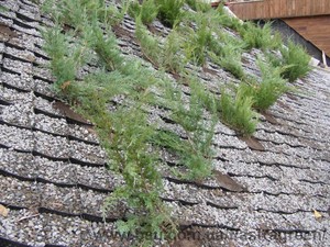 Ландшафтний дизайн — Астра Грін Ландшафтний дизайн — Астра Грін