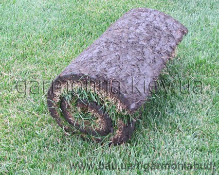 Трава газонная в рулонах