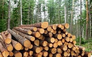 Пиломатеріали різних порід та довжин