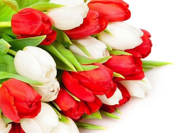 TM "POLI" вітає всіх жінок зі святом весни і любові, 8 Березня!