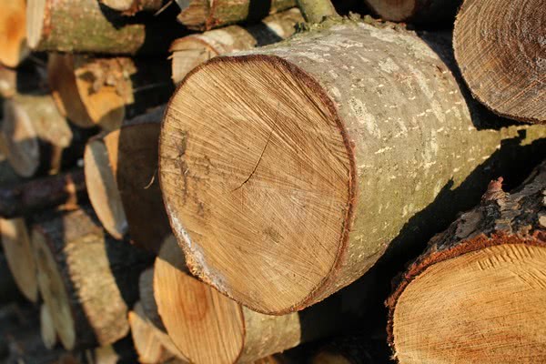 Запроваджено 10-річний мораторій на експорт української деревини