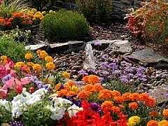 Озеленение киев, садовые цветы, петуния, бегония, тагетес, доставка цветов