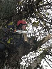обрізка дерев &mdash; Альпром