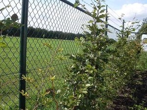 паркан &mdash; 1+3