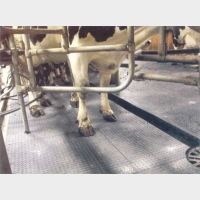 тваринні ферми — Роана тваринні ферми — Роана