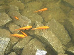 Укрепление береговой линии камнем — Океан Укрепление береговой линии камнем — Океан