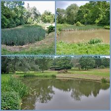 Возможности ручных земснарядов Piranha Pumps - удаление камыша, рогозы, осоки, остролистника — Сомик-Центр Возможности ручных земснарядов Piranha Pumps - удаление камыша, рогозы, осоки, остролистника — Сомик-Центр